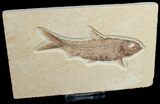 Knightia Fossil Fish - Wyoming #6573-1